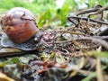 A giant african snail mail on a macro shot