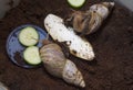 Giant African snails - Achatina fulica