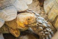 Giant African spurred tortoise (Centrochelys sulcata), also call