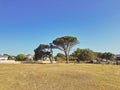 Giant African tree in the park, Cape Town, South Africa Royalty Free Stock Photo