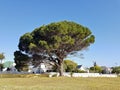 Giant African tree in the park, Cape Town, South Africa Royalty Free Stock Photo