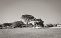 Giant African tree in the park, Cape Town, South Africa Royalty Free Stock Photo