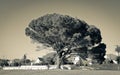 Giant African tree in the park, Cape Town, South Africa Royalty Free Stock Photo