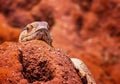 A giant agama lizard is hiding in a hole in a large termite mound. It is in Tsavo East National Park, Kenya, Africa. Royalty Free Stock Photo