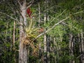 Giant Airplant Blooming in a Cypress Swamp