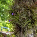 Giant airplant bromeliad Tillandsia growing on the tree. Close view of bromeliad flower. Tropical plant on a background of green l