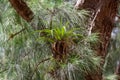 Giant airplant Tillandsia utriculata bromeliad growing on Australian pine tree Casuarina equisetifolia. Endangered in Florida