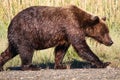 Giant Alaska Brown Grizzly Bear Lake Clark National Park