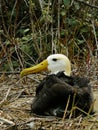 The giant albatross, nesting on isla del plata in ecuador