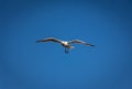 Giant Albatross in the Sky