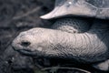 Giant Aldabra Seychelles tortoise Aldabrachelys gigantea