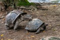 Giant Aldabra Seychelles Tortoise in Union Estate Park, La Digue, Seychelles