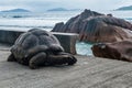 Giant Aldabra Seychelles Tortoise in Union Estate Park, La Digue, Seychelles