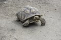 Giant Aldabra tortoise