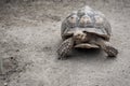 Giant Aldabra tortoise (Aldabrachelys gigantea)