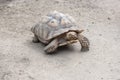 Giant Aldabra tortoise (Aldabrachelys gigantea)