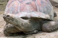 Giant Aldabra tortoise