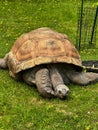 Giant Aldabra tortoise reptile at Green Bay, Wisconsin zoo Royalty Free Stock Photo