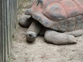 Giant Aldabra Tortoise, Gigantea Geochelone