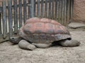 Giant Aldabra Tortoise, Gigantea Geochelone