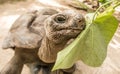 Giant Aldabra tortoise on an island in Seychelles. Royalty Free Stock Photo