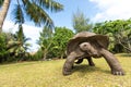 Giant Aldabra tortoise on an island in Seychelles. Royalty Free Stock Photo