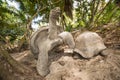 Giant Aldabra tortoise on an island in Seychelles. Royalty Free Stock Photo