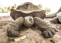 Giant Aldabra tortoise on an island in Seychelles. Royalty Free Stock Photo
