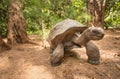 Giant Aldabra tortoise on an island in Seychelles. Royalty Free Stock Photo