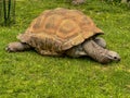 Giant Aldabra tortoise reptile at Green Bay, Wisconsin zoo Royalty Free Stock Photo