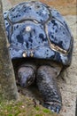 Giant aldabra turtle close-up in Singapore.