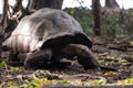 Giant aldabra turtle at Zanzibar