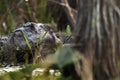 Large alligator hidden in dark swamp