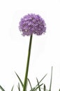 Giant allium flower