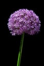 Giant Allium Flower Royalty Free Stock Photo