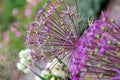 Giant allium flower heads