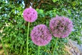 Giant Allium Flower at a Park Royalty Free Stock Photo