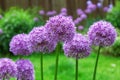 Giant Allium