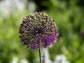 Giant Allium perianth (inflorescence