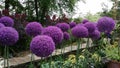 Giant Allium Purple Flowers Royalty Free Stock Photo