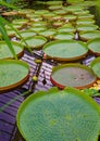 Giant Amazon water lily Royalty Free Stock Photo