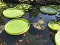 Giant amazon water lily with large circle pads in garden pond with koi goldfish Royalty Free Stock Photo