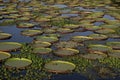 Giant Amazon water lily, Victoria amazonica Royalty Free Stock Photo