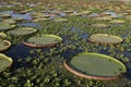 Giant Amazon water lily, Victoria amazonica Royalty Free Stock Photo