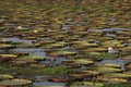 Giant Amazon water lily, Victoria amazonica Royalty Free Stock Photo