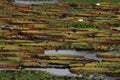 Giant Amazon water lily, Victoria amazonica Royalty Free Stock Photo