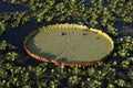 Giant Amazon water lily, Victoria amazonica Royalty Free Stock Photo