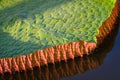 Giant Amazon water lily, or Victoria Amazonica, is a naturally beautiful lotus flower Royalty Free Stock Photo