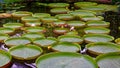 Giant Amazon water lily Royalty Free Stock Photo