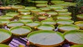 Giant Amazon water lily Royalty Free Stock Photo